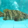 Wild-Caught Sea Grouper