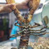 Alaskan Lobster