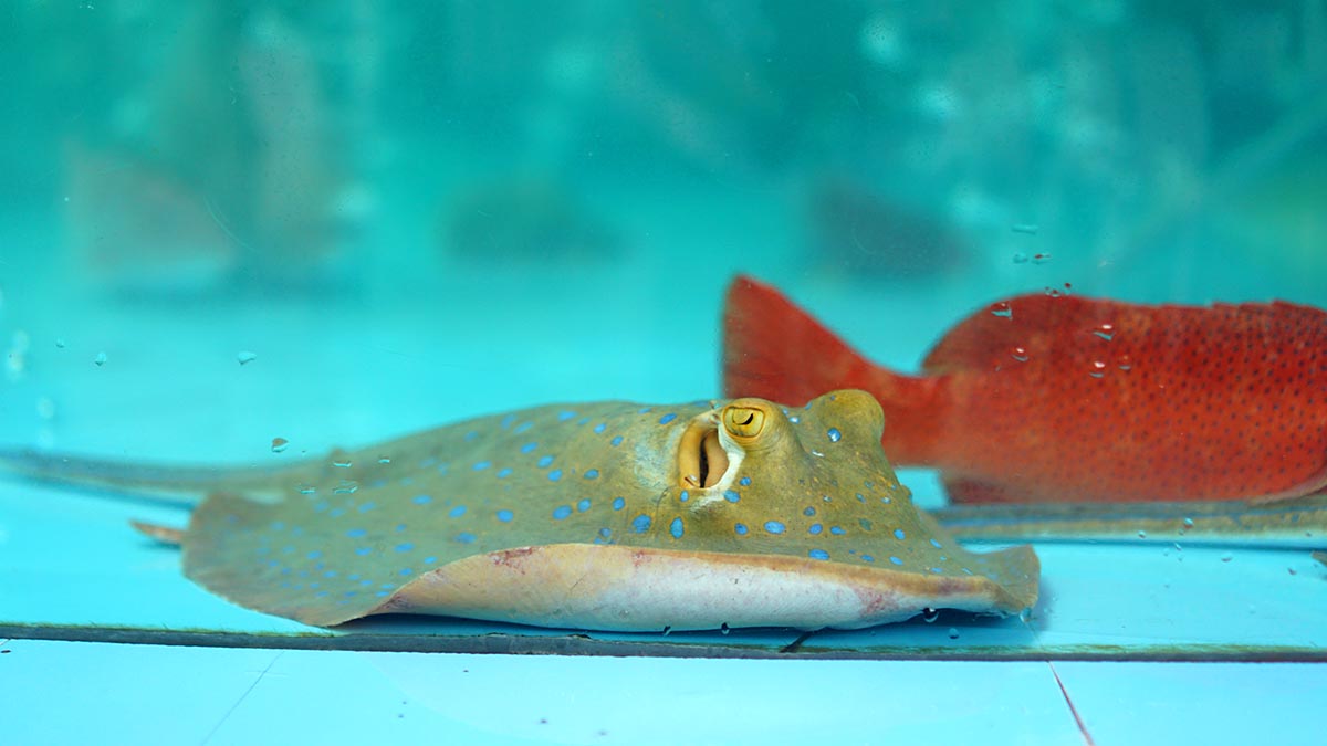 Starry Stingray