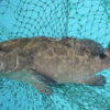 Tiger Grouper