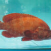 Camouflage Grouper