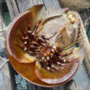 Large Horseshoe Crab