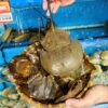 Roe Horseshoe Crab