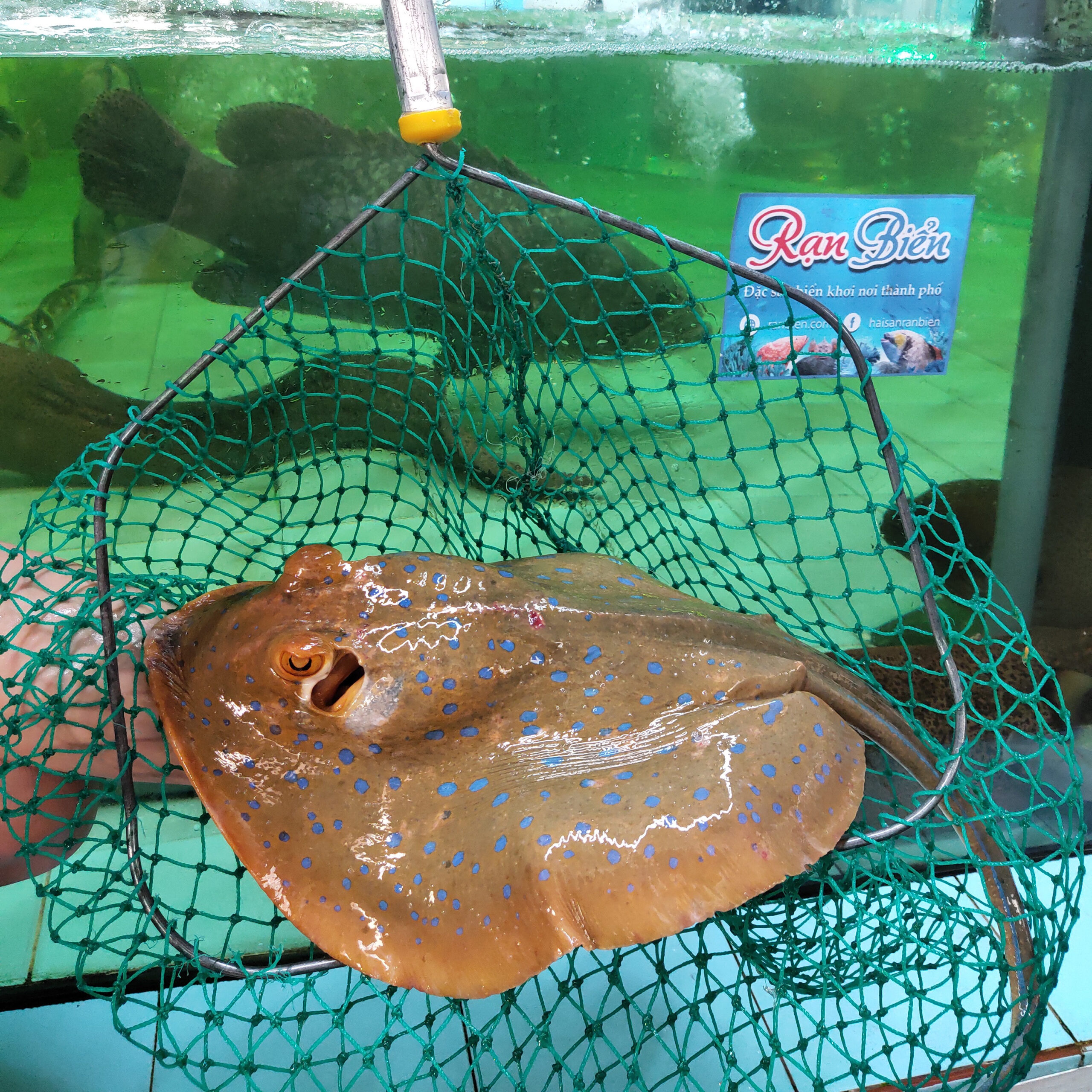 Starry Stingray - Image 2