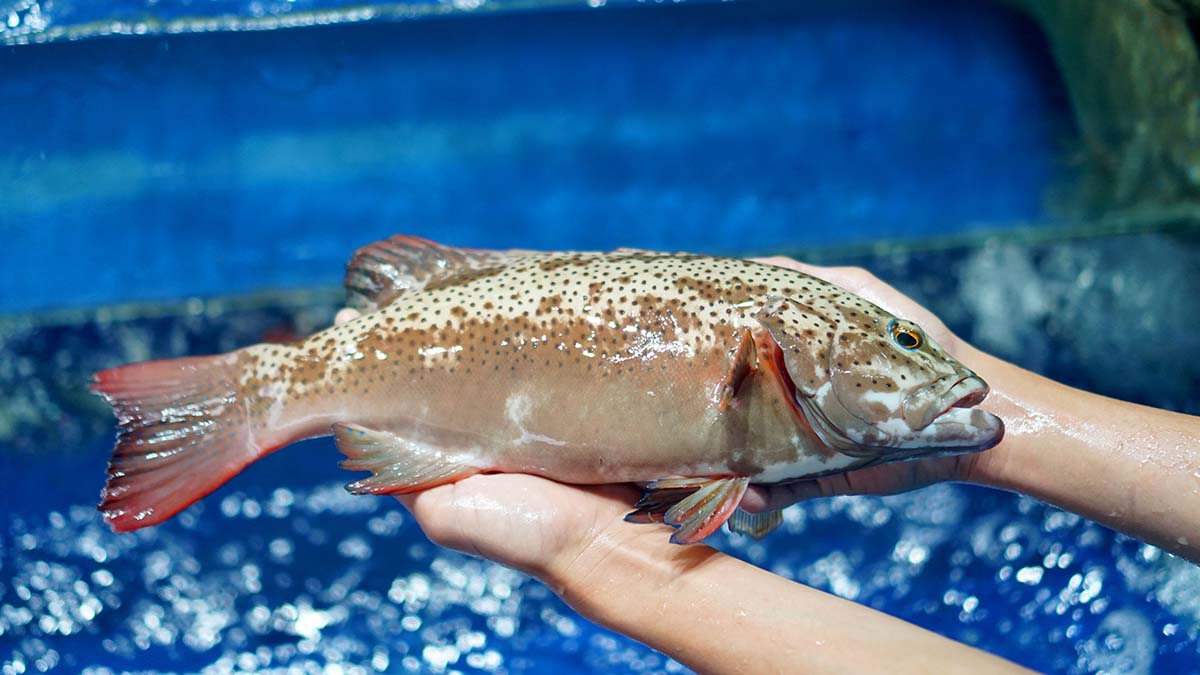 Blue-Spotted Grouper